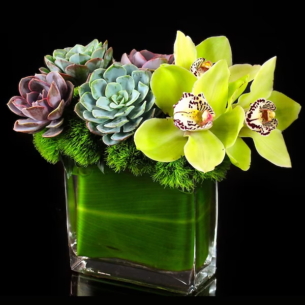 Our New Seasonal Design, Cymbidium Grove